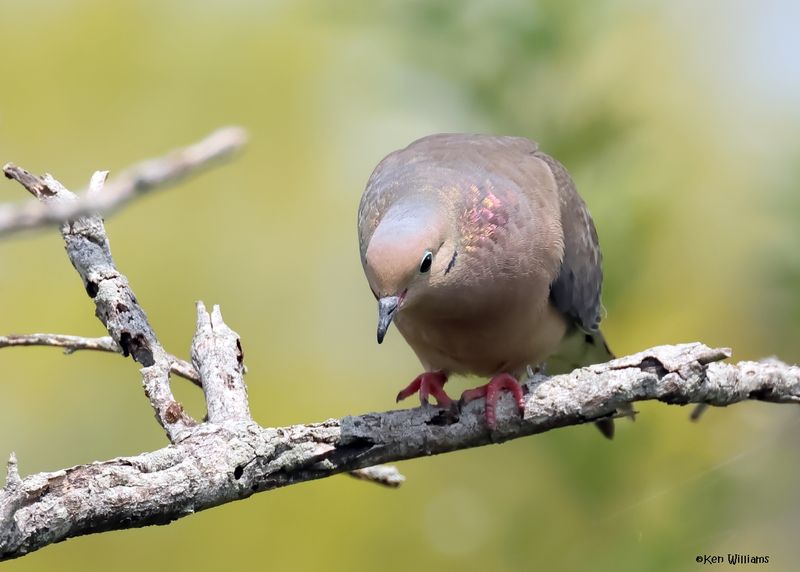 Mourning Dove, Laguna Vista Nature Trail, TX, 4-26-2025_8719z.jpg