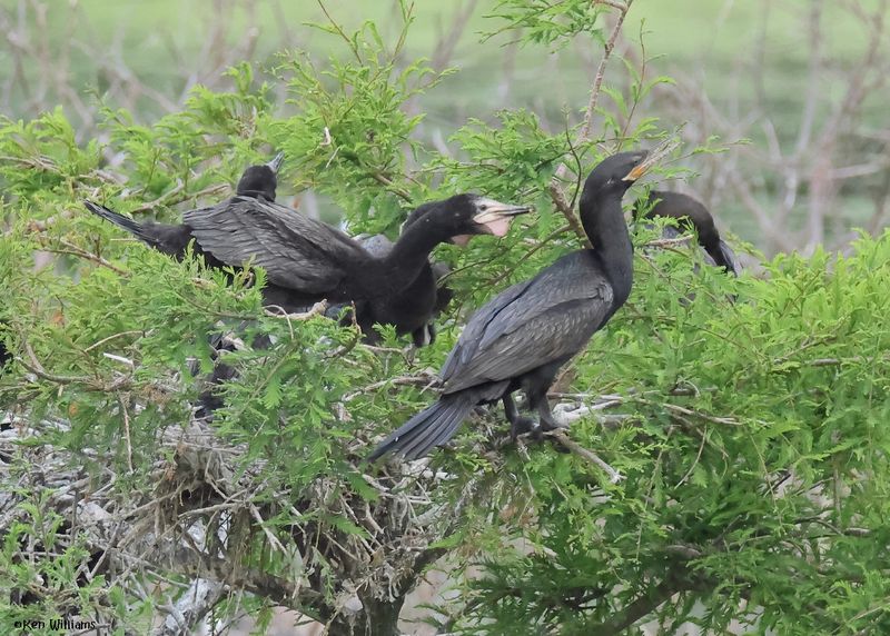 Neotropic Cormorant, High Island, TX, 4-30-2025_3195z.jpg