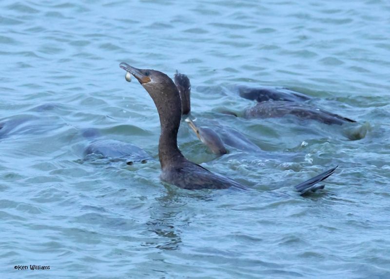 Neotropic Cormorant, Port Aransas, TX, 4-29-2025_1636az.jpg
