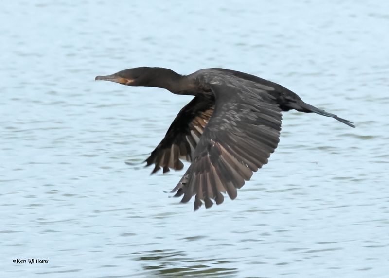 Neotropic Cormorant, Port Aransas, TX, 4-29-2025_1985az.jpg