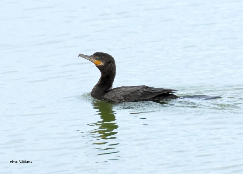 Neotropic Cormorant, Port Aransas, TX, 4-29-2025_2016az.jpg