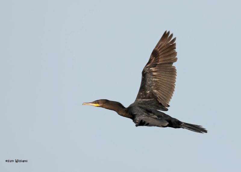 Neotropic Cormorant