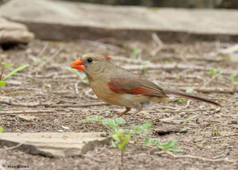 Northern Cardinal female, Laguna Vista Nature Trail, TX, 4-24-2025_6445az.jpg