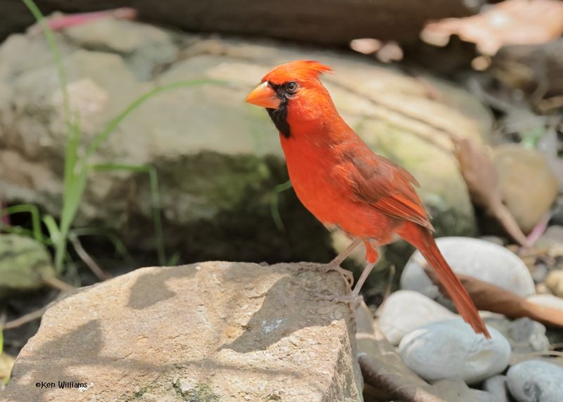 Northern Cardinal male, Estero Llano Grande SP, TX, 4-27-2025_9438az.jpg