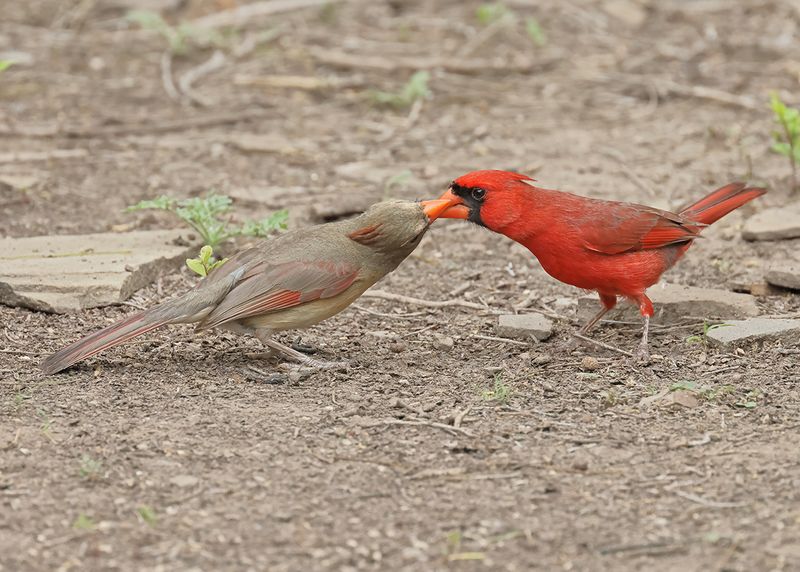 Northern Cardinal Pair, Laguna Vista Nature Trail, TX, 4-24-2025_6431az.jpg