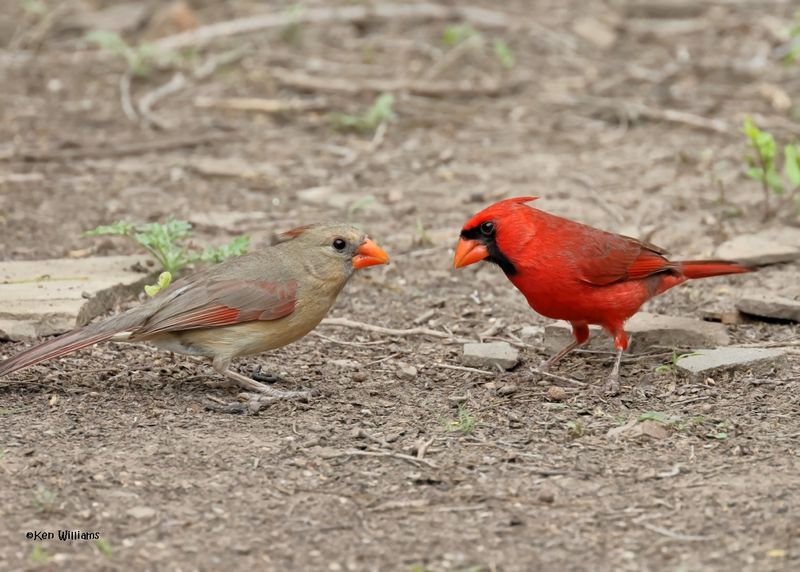 :Cardinals:
