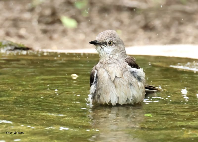 :Mockingbirds: