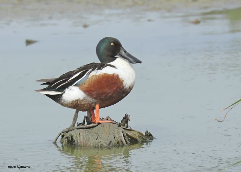 Northern Shoveler male, Port Aransas, TX, 4-28-2025_1237z.jpg