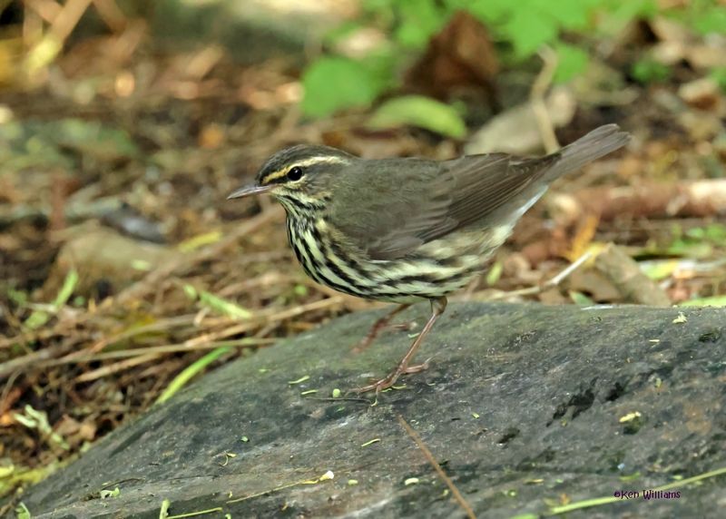 : Northern Waterthrush :