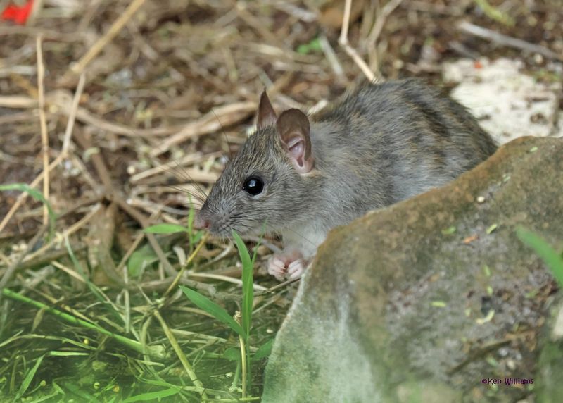 Norway Rat, S. Padre Island, TX, 4-23-2025_4290az1.jpg