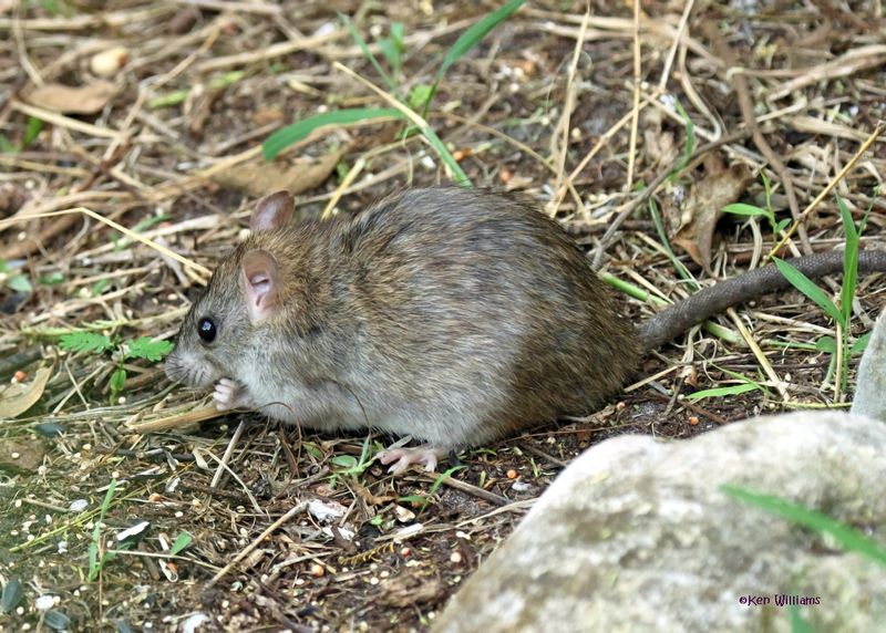Rodents
