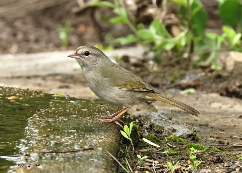 :Olive Sparrow: