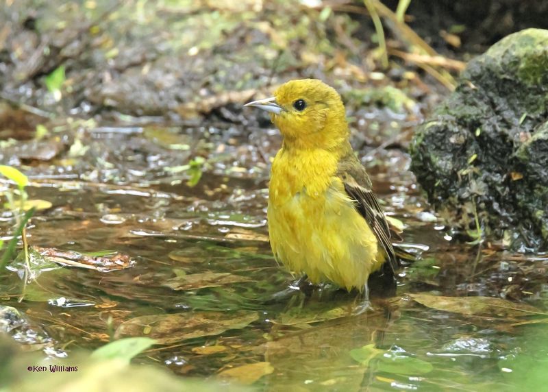 Orchard Oriole female, S. Padre Is, TX, 4-24-2025_6709az.jpg