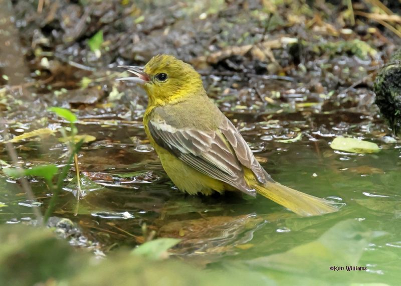 Orchard Oriole female, S. Padre Is, TX, 4-24-2025_6726az.jpg