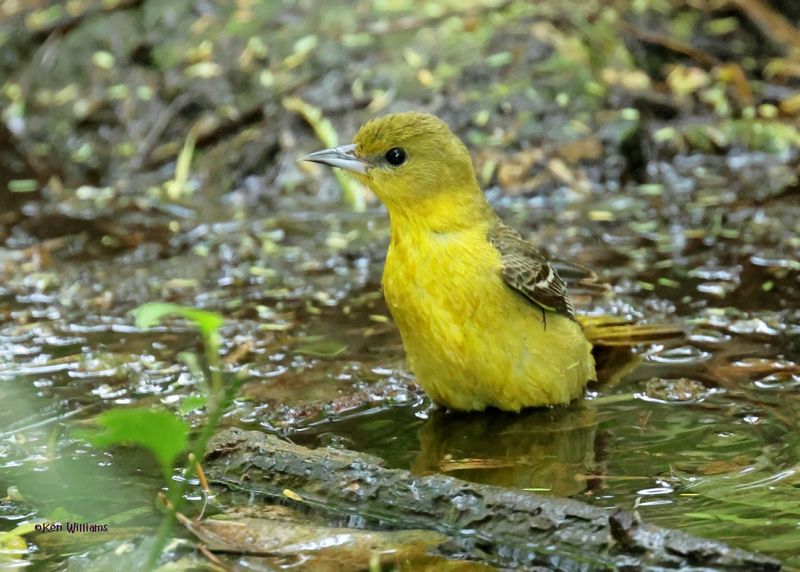 :Orchard Oriole: