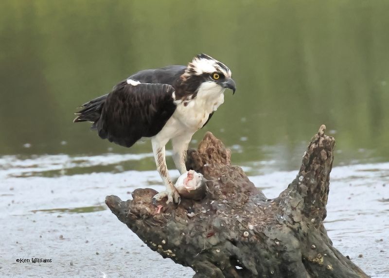 Osprey, S. Padre Is, TX, 4-23-2025_1216az.jpg
