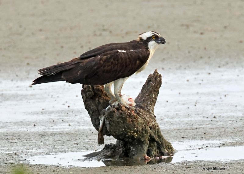 :Osprey: