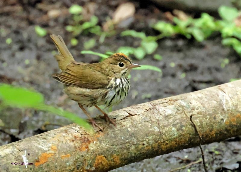 Ovenbird, High Island, TX, 4-30-2025_3045az.jpg