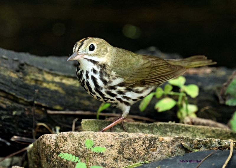 Ovenbird, S. Padre Is, TX, 4-24-2025_7166az.jpg