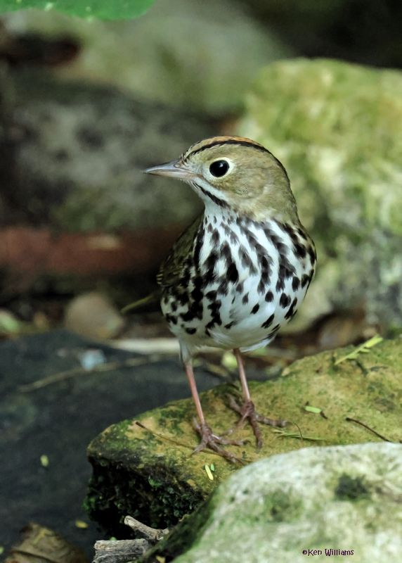 : Ovenbird :