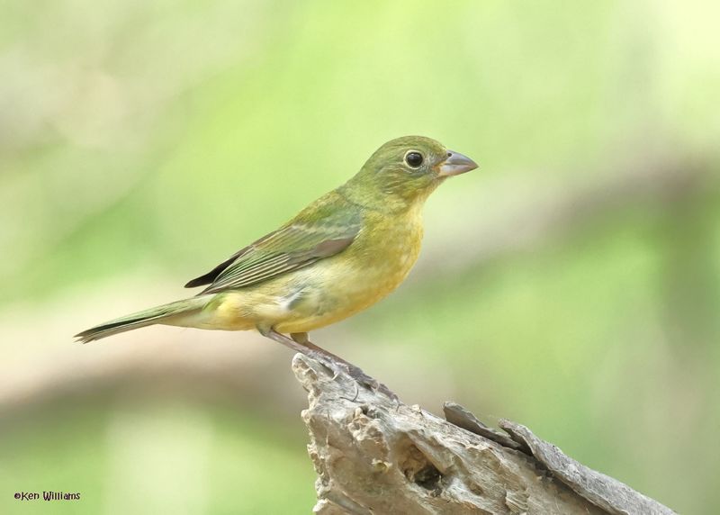 Painted Bunting female, Port Aransas, TX, 4-28-2025_0902az.jpg