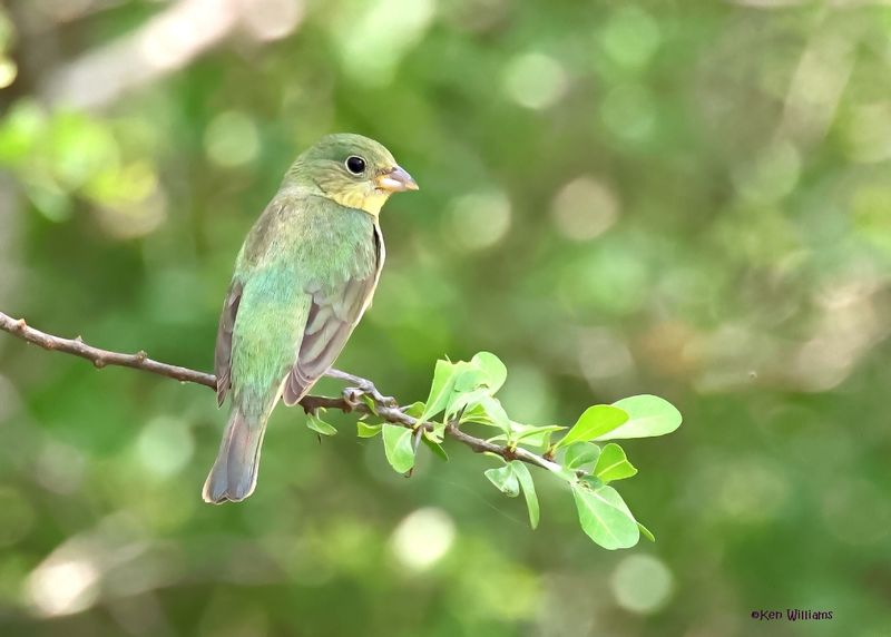 Painted Bunting immature male, Laguna Vista Nature Trail, TX, 4-26-2025_8745az.jpg