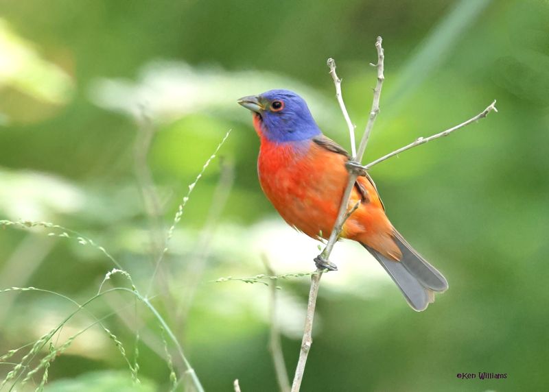 :Painted Bunting: