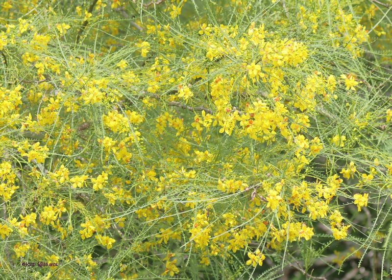 Palo Verde, Laguna Vistia, TX,  4-26-2025_8691z.jpg