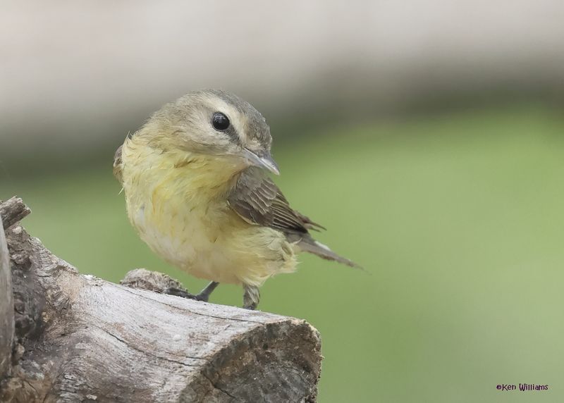 Philadelphia Vireo, Port Aransas, TX, 4-28-2025_0968.jpg
