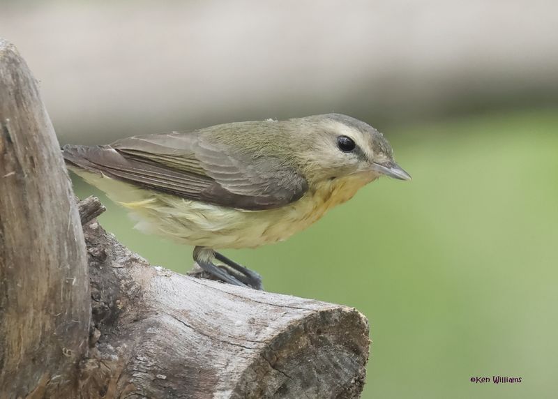 Philadelphia Vireo, Port Aransas, TX, 4-28-2025_0971.jpg