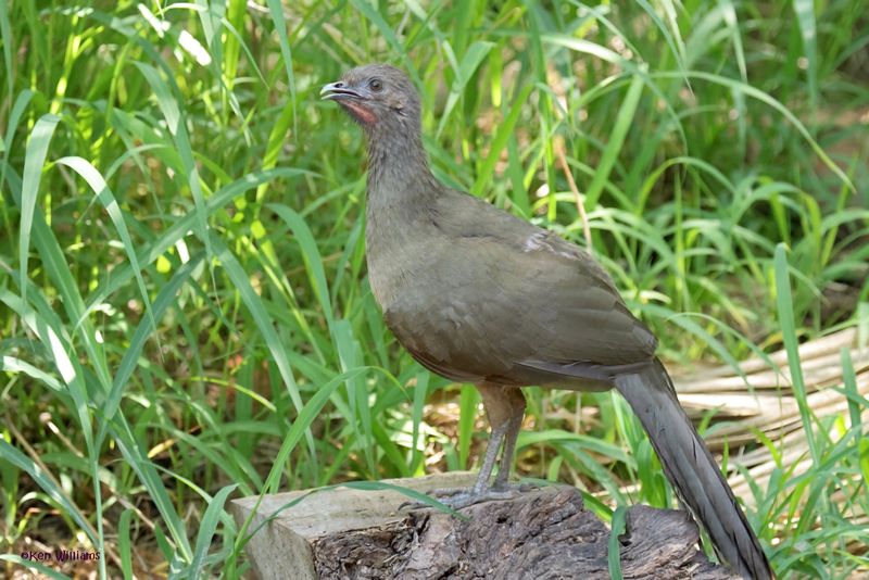 Plain Chachalaca, Estero Llano Grande SP, TX, 4-27-2025_0118az.jpg