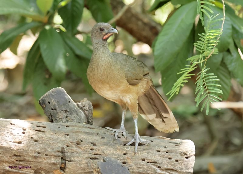 Plain Chachalaca, Estero Llano Grande SP, TX, 4-27-2025_9760az.jpg