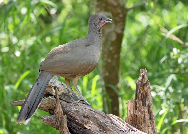 Plain Chachalaca, Estero Llano Grande SP, TX, 4-27-2025_9998az.jpg