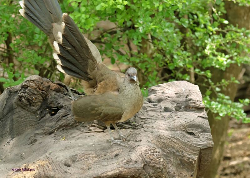 :Chachalaca: