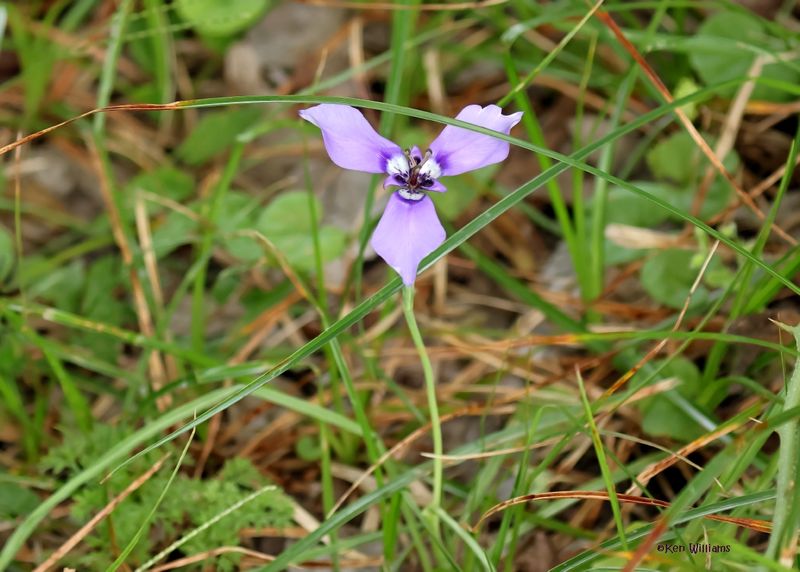 Prairie Nymph, Herbertia Lahue, High Island, TX, 4-30-2025_2945az.jpg