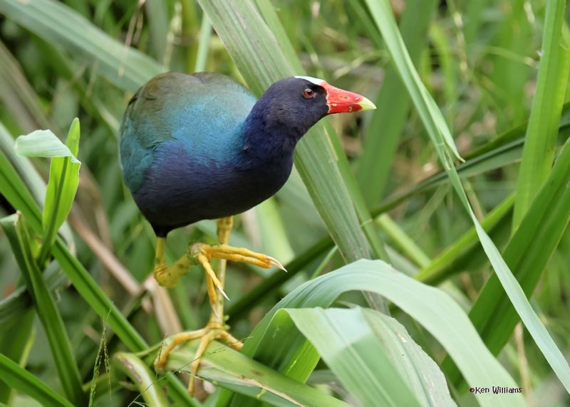 Purple Gallinule, High Island, TX, 4-30-2025_2960az.jpg
