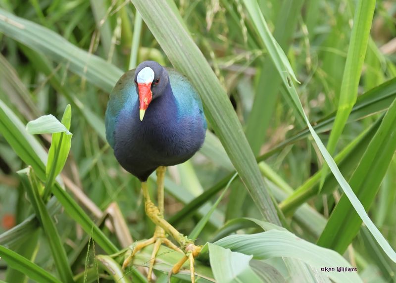 :Gallinules: