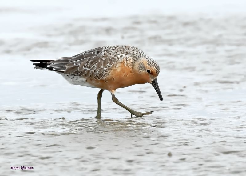 Red Knot, S. Padre Is, TX, 4-23-2025_104az.jpg