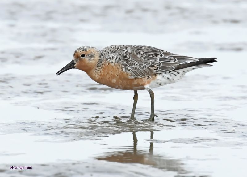 Red Knot, S. Padre Is, TX, 4-23-2025_154az.jpg