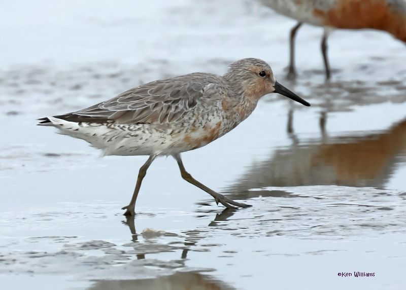 Red Knot, S. Padre Is, TX, 4-23-2025_45az.jpg