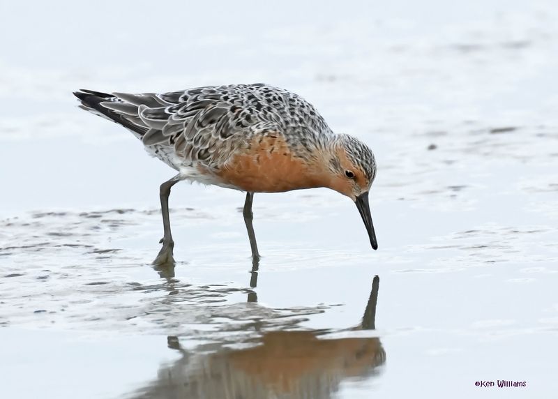 Red Knot, S. Padre Is, TX, 4-23-2025_52az.jpg