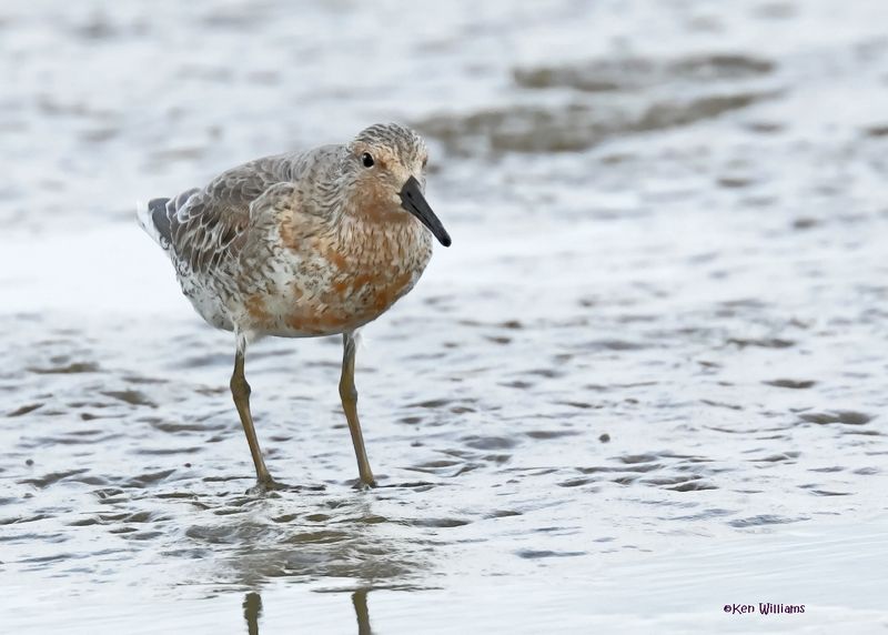 Red Knot, S. Padre Is, TX, 4-23-2025_75az.jpg