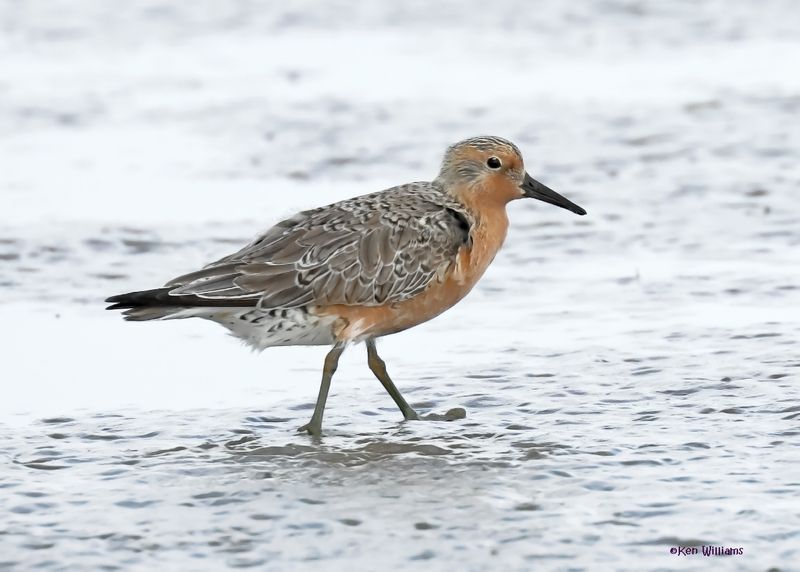 Red Knot, S. Padre Is, TX, 4-23-2025_80az.jpg