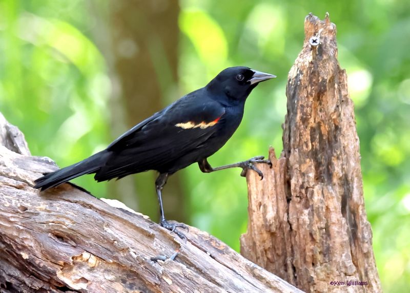 Red-winged Blackbird male, Estero Llano Grande SP, TX, 4-27-2025_9815az.jpg