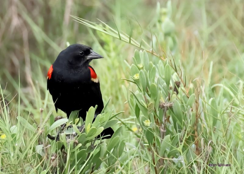 Red-winged Blackbird male, Port Aransas, TX, 4-28-2025_1259az.jpg