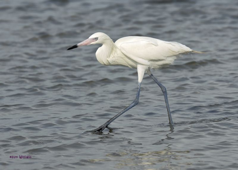 Reddish Egret, white morph, S. Padre Is, TX, 4-23-2025_25az.jpg