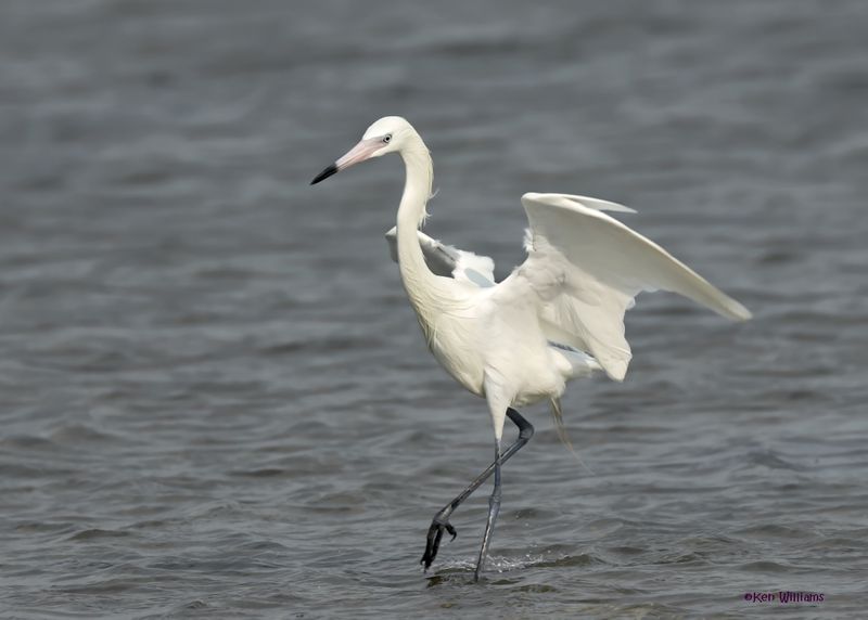 Reddish Egret, white morph, S. Padre Is, TX, 4-23-2025_8az.jpg