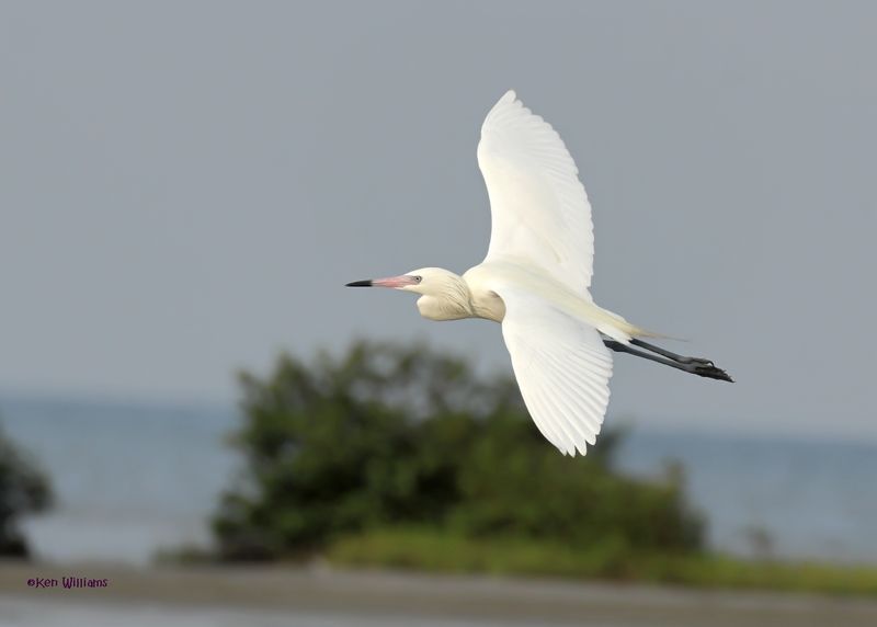 Reddish Egret, white morph, S. Padre Is, TX, 4-24-2025_4590az.jpg
