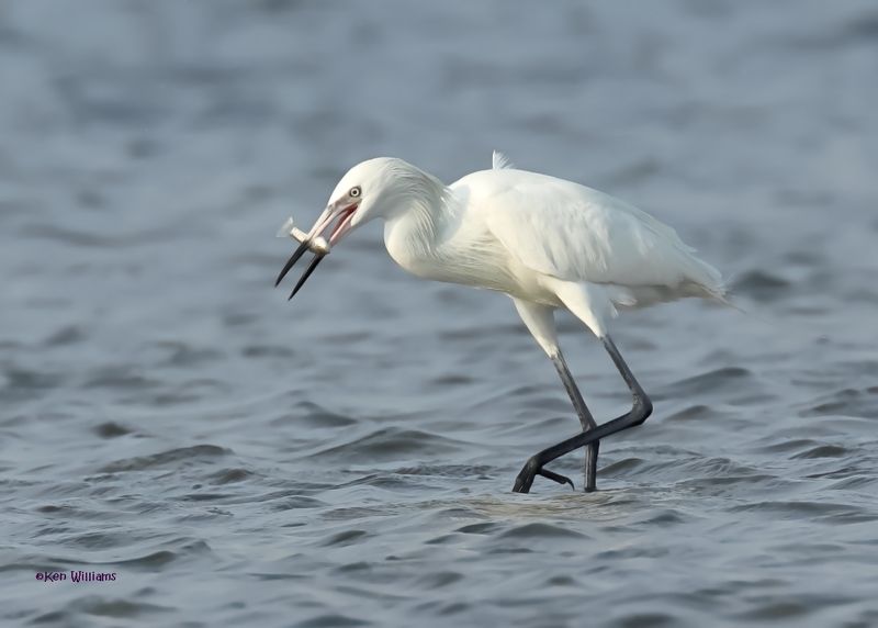 Reddish Egret, white morph, S. Padre Is, TX, 4-24-2025_4943az.jpg