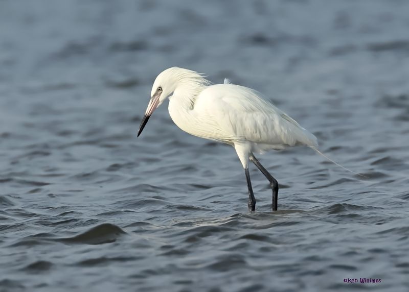 Reddish Egret, white morph, S. Padre Is, TX, 4-24-2025_4947az.jpg